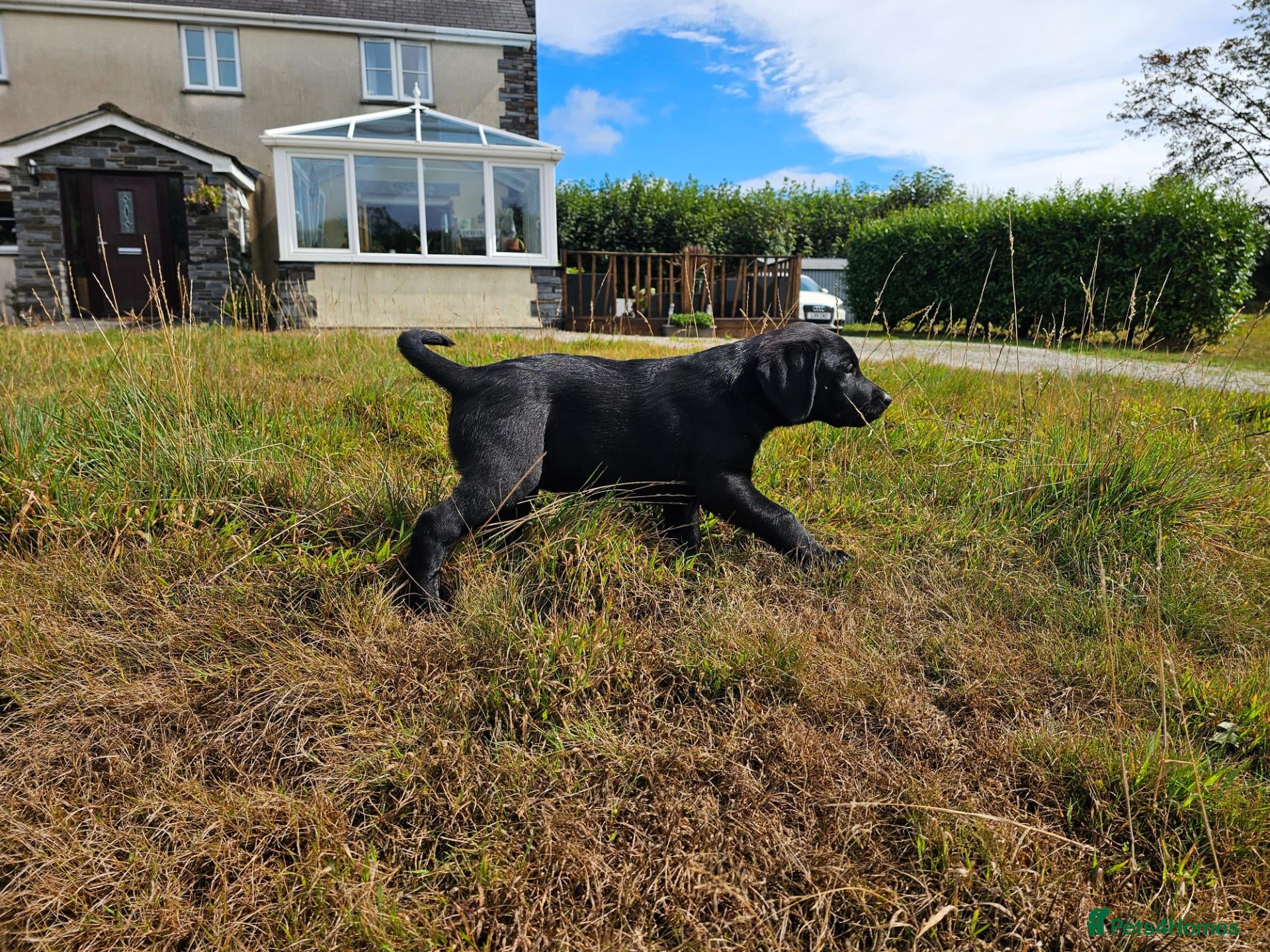 Labrador Retriever dogs Beautiful Black Bitch Puppy For Sale - Advert 2