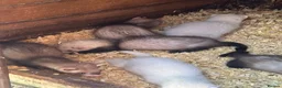 Ferret rodents for sale: Baby ferret  - Advert 1