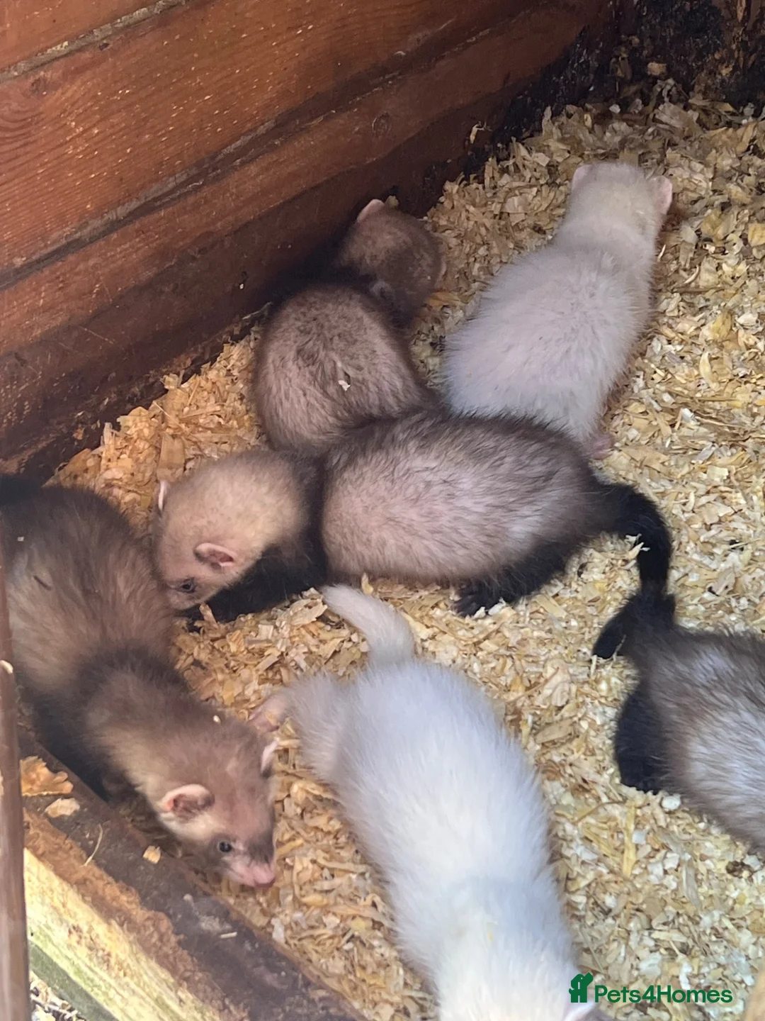 Ferret rodents for sale: Baby ferret  - Advert 1