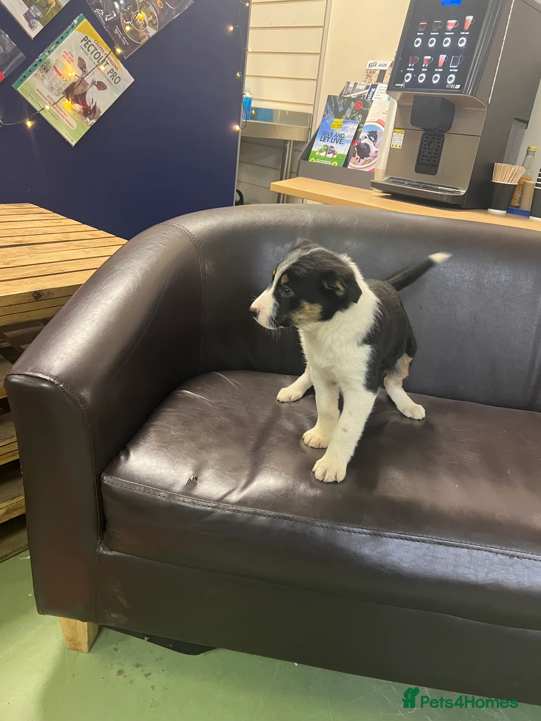 Border Collie dogs for sale: Ted! - Proven Working Border Collie Puppy! - Advert 10
