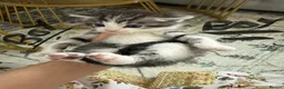 Mixed Breed cats for sale: Kitten ready to leave  - Advert 8