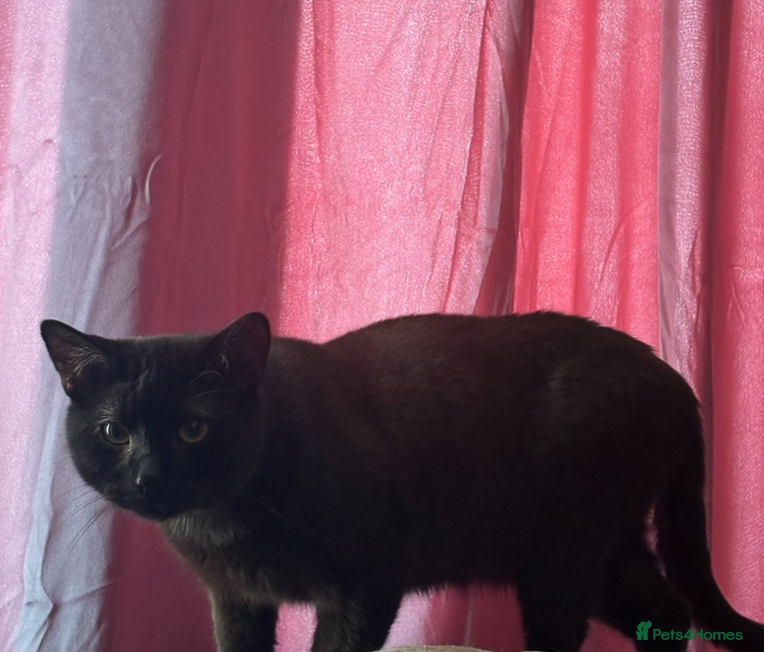 Domestic Shorthair cats for sale: twin males bonded pair - Advert 5