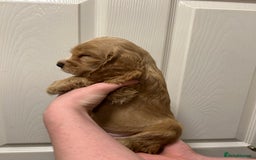 Cocker Spaniel dogs for sale: Gorgeous show type cocker spaniel  - Image 13