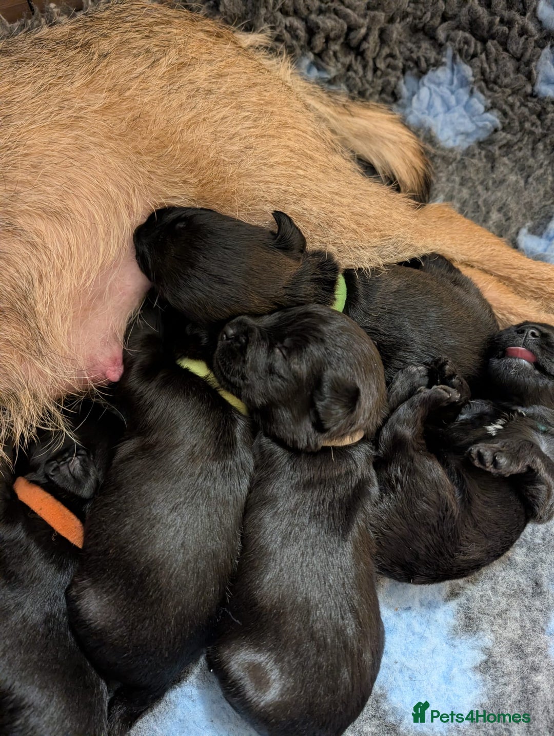 Mixed Breed dogs for sale: Beautiful Border terrier/Patterdale terrier pups - Advert 20