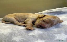 Cockapoo dogs for sale: Stunning f1b cockapoo puppies!!  - Image 9
