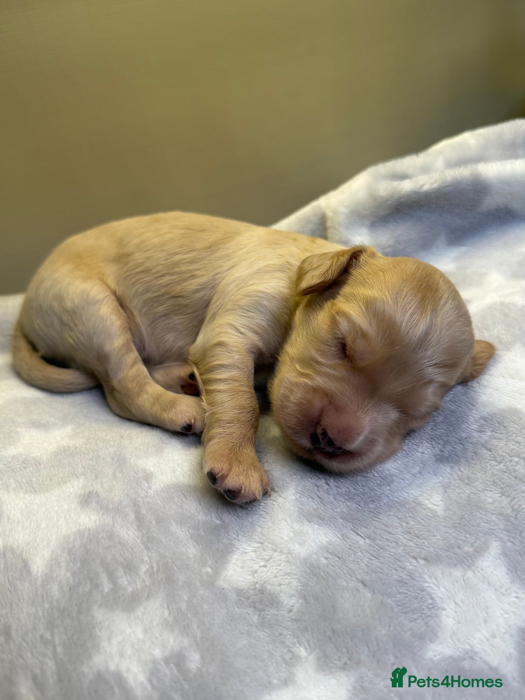 Cockapoo dogs for sale: Stunning f1b cockapoo puppies!!  - Image 9