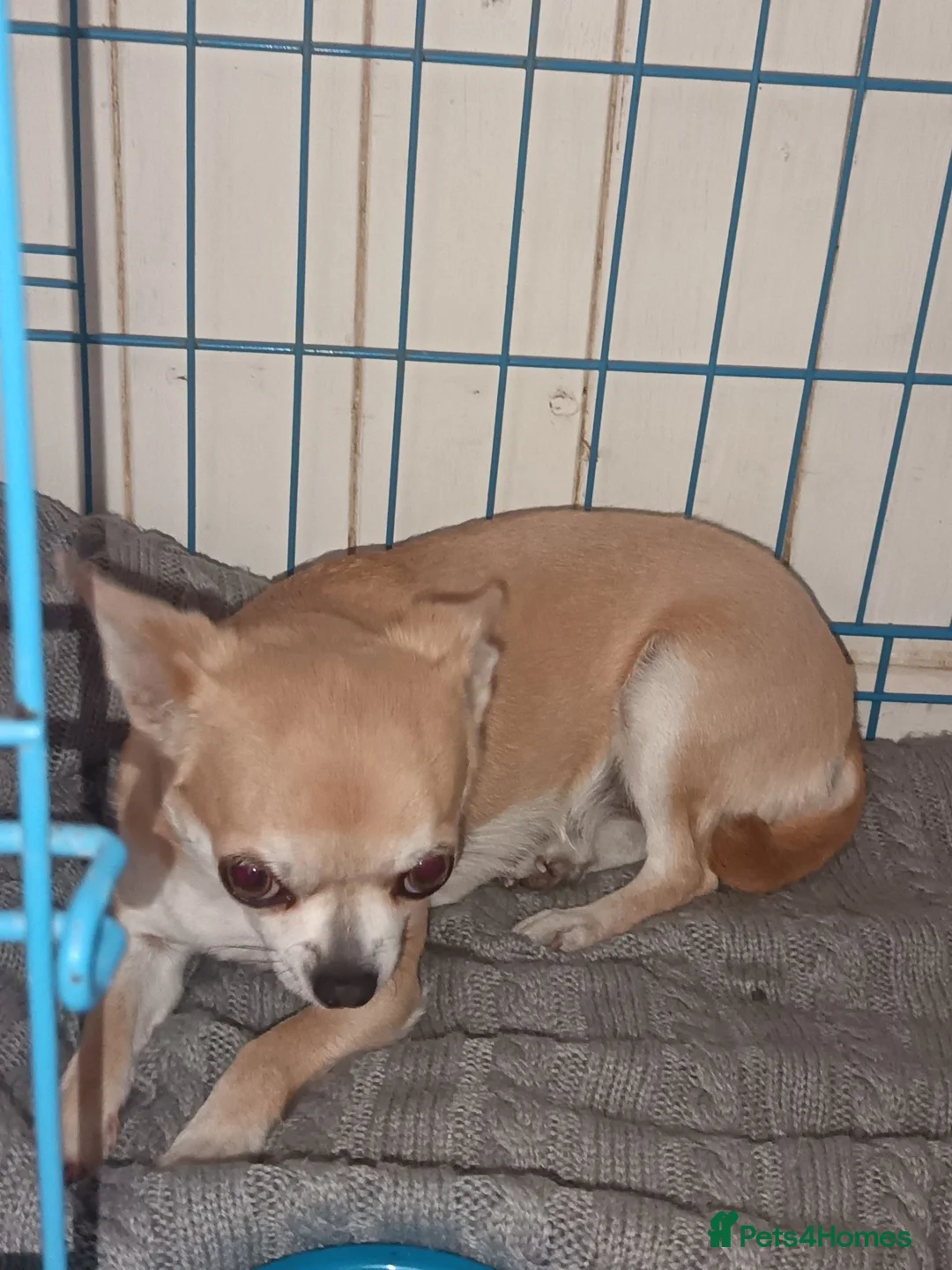 Chihuahua dogs for sale: Female chihuahua dog - Advert 2