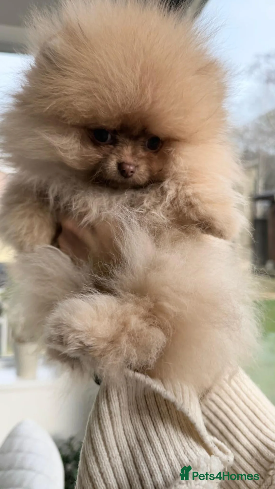Pomeranian dogs for sale: Stunning Pom Girl for sale - Advert 7