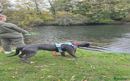 Mixed Breed dogs for sale: Cane corso  - Image 9