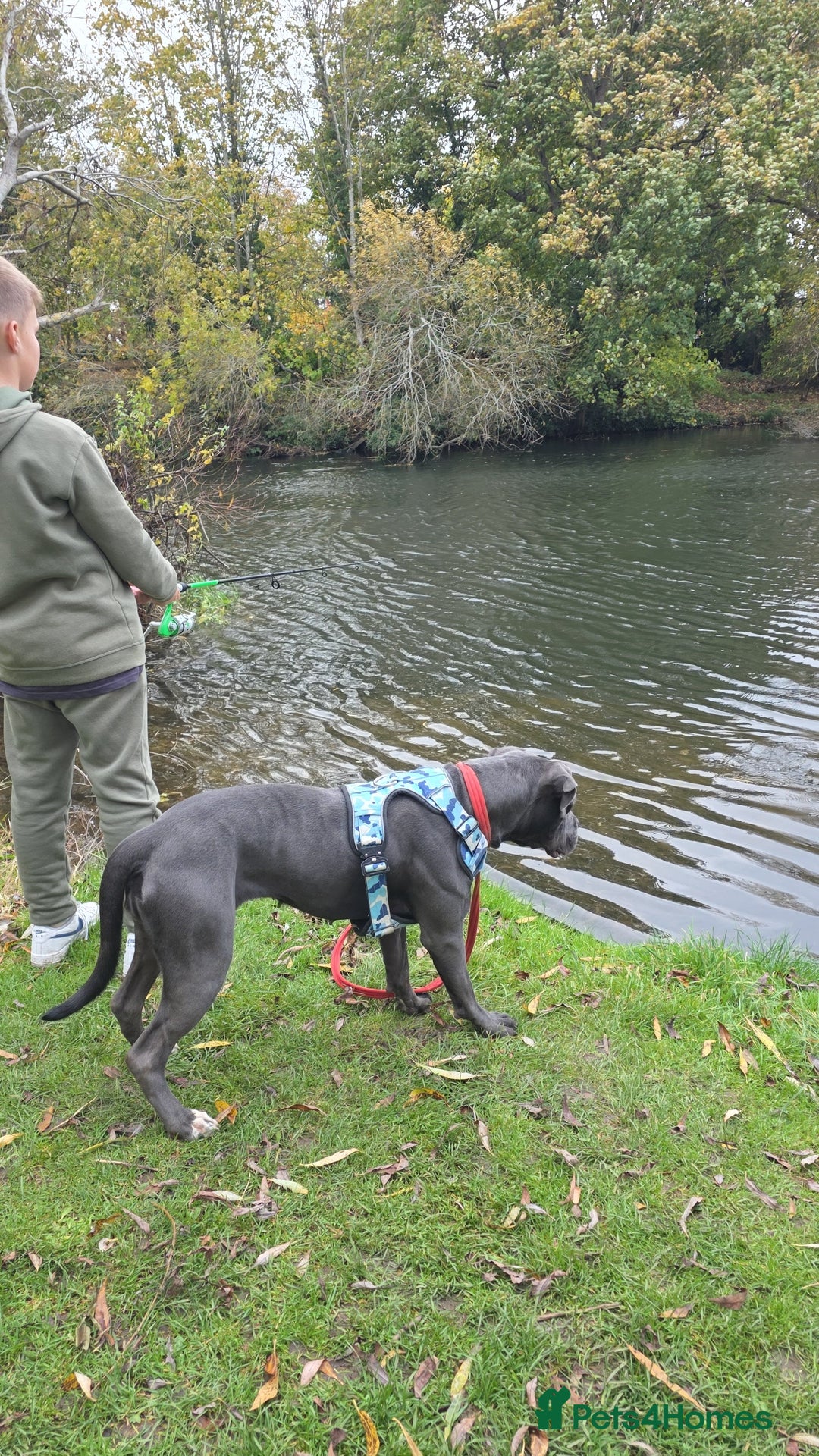 Mixed Breed dogs for sale: Cane corso  - Image 9