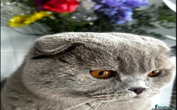Scottish Fold cats for sale: Bruce Scottish Fold  - Image 4