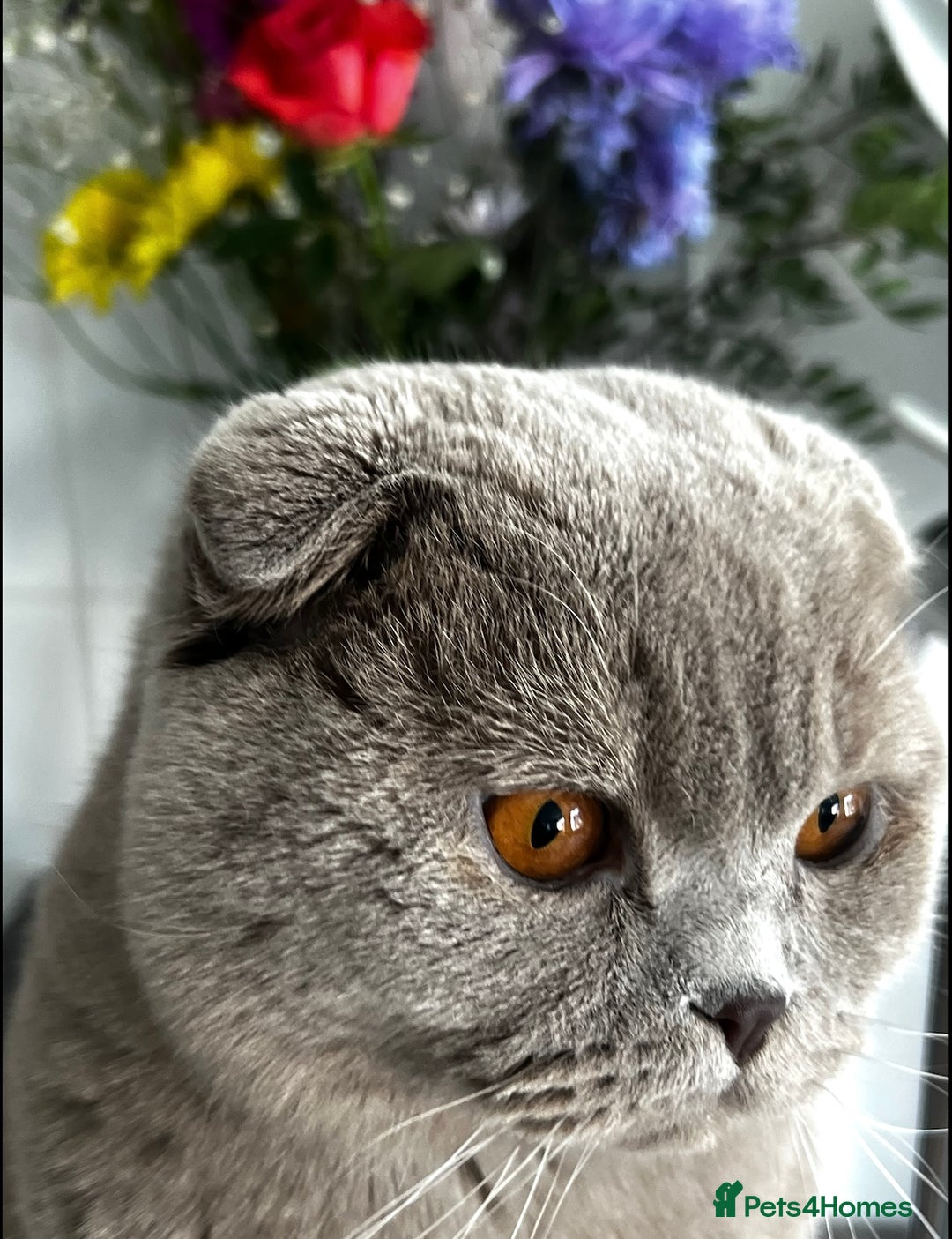 Scottish Fold cats for sale: Bruce Scottish Fold  - Image 4