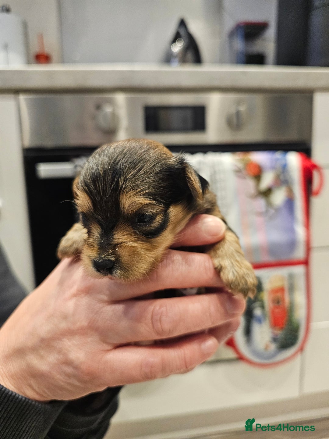 Morkie dogs for sale: Mini Maltese/Yorkshire terrier puppies for sale - Advert 1