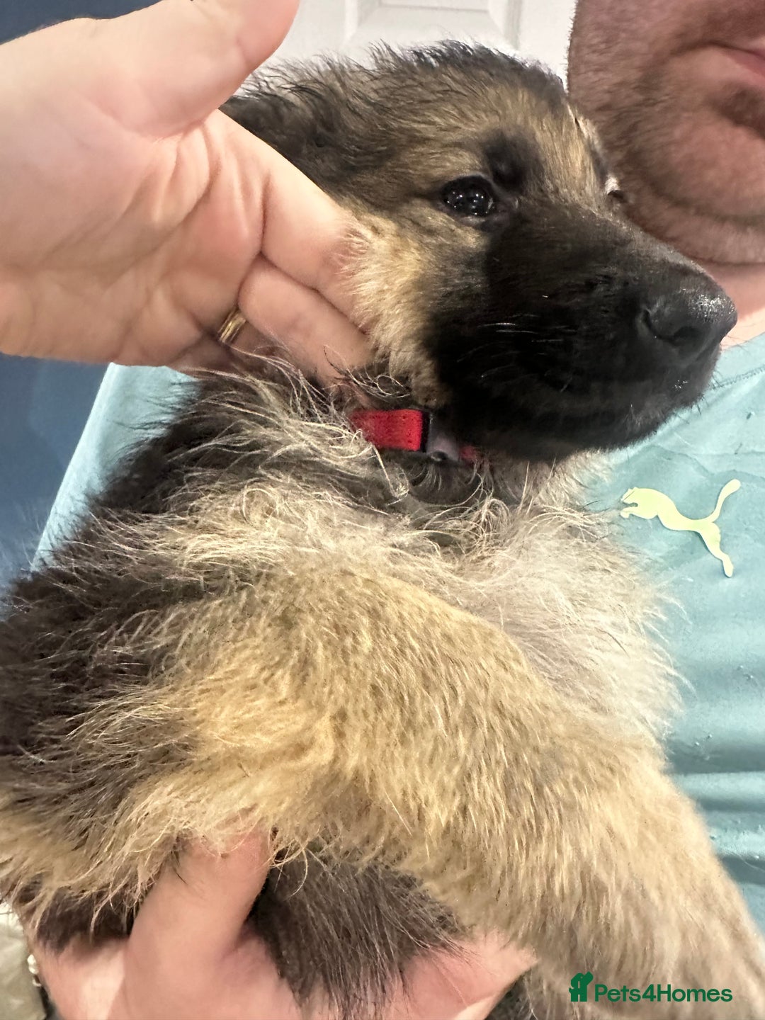 German Shepherd dogs for sale: German Shepherd puppies *Open to sensible offers* - Advert 8