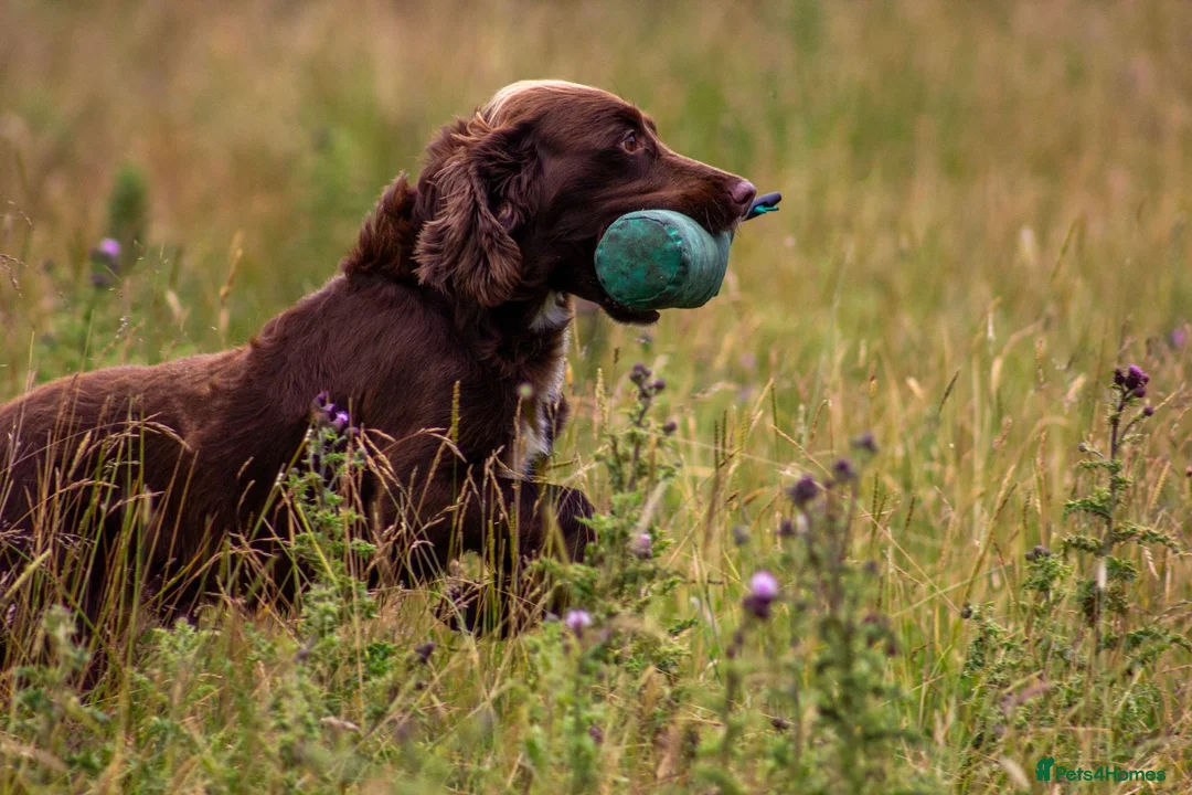 Cocker Spaniel dogs for stud: Cocker spaniel for stud extensively health tested  in Shrewsbury - Advert 7