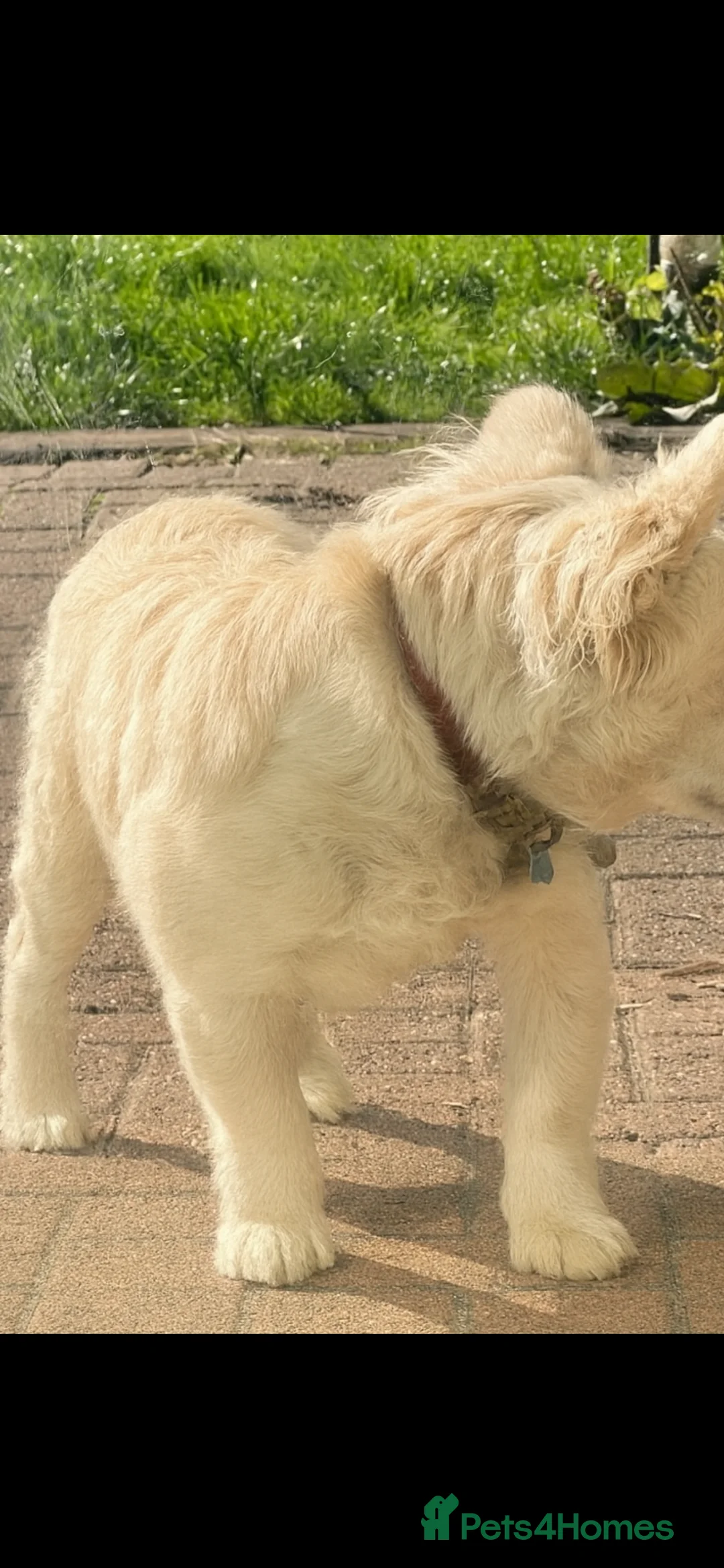 French Bulldog dogs for stud: Full Fluffy Platinum French Bulldog - Advert 2