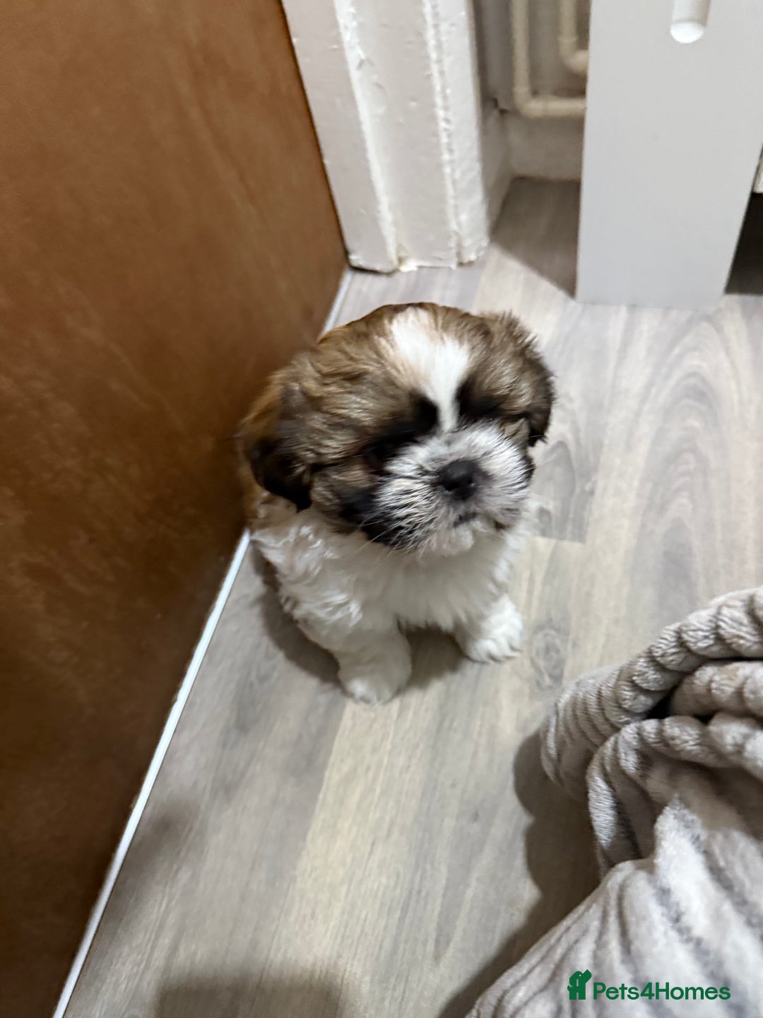 Shih Tzu dogs for sale: 3 beautiful shih tzus for sale  - Advert 3