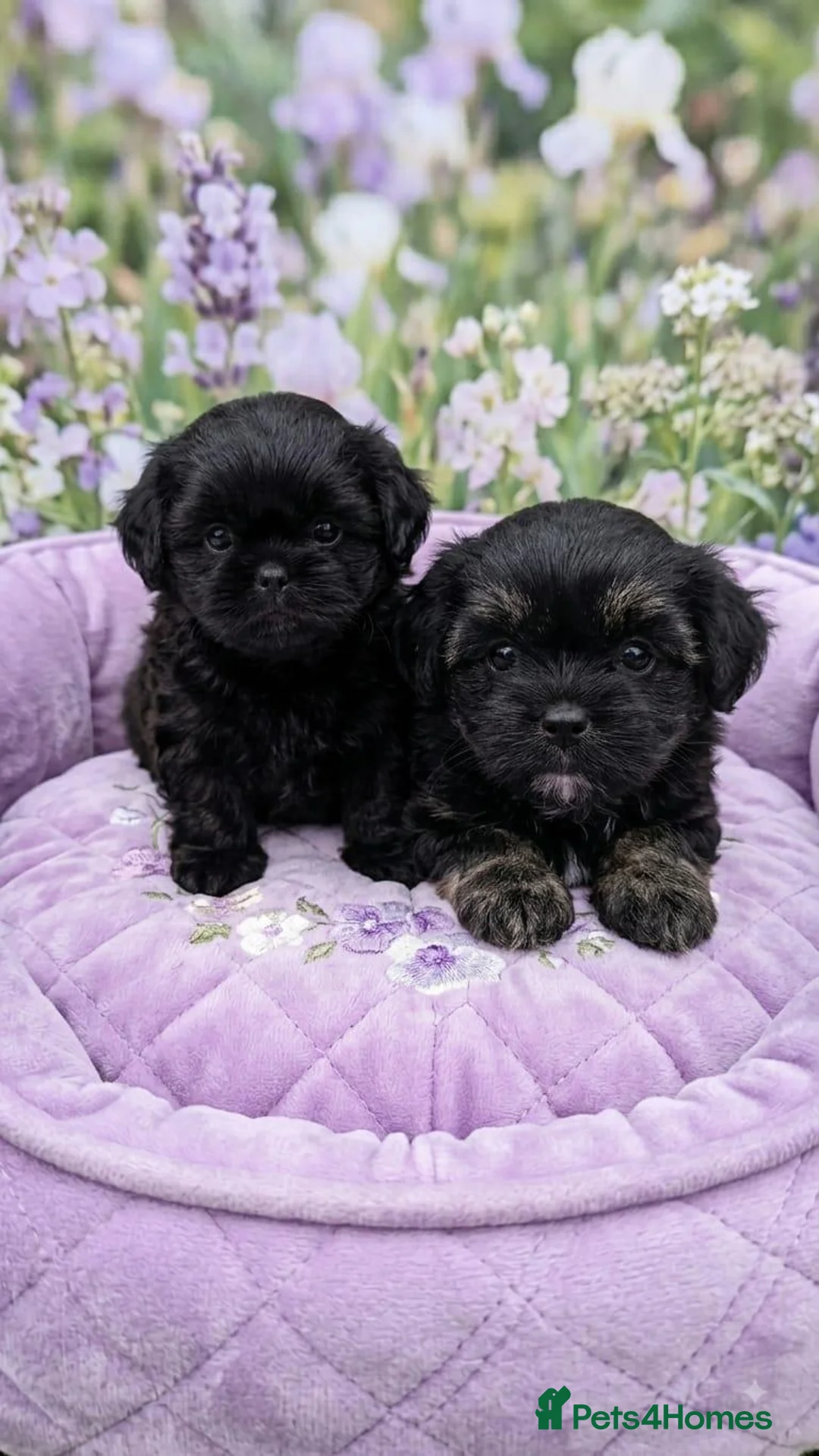 Mixed Breed dogs for sale: Shihpoo female pups - Advert 6