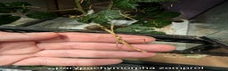 Stick Insects invertebrates for sale: Stick and leaf insect nymphs available! - Advert 8