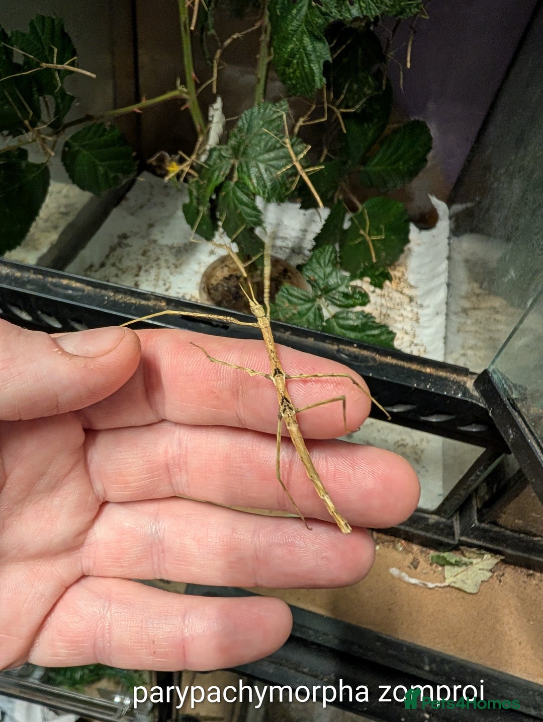 Stick Insects invertebrates for sale: Stick and leaf insect nymphs available! - Advert 8