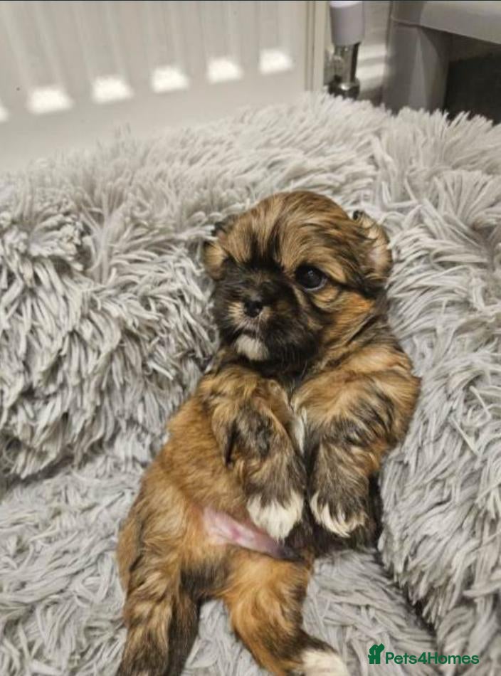 Shih Tzu dogs for sale: Gorgeous Shih Tzu Puppies – 2 Boys & 1 Girl  - Advert 24