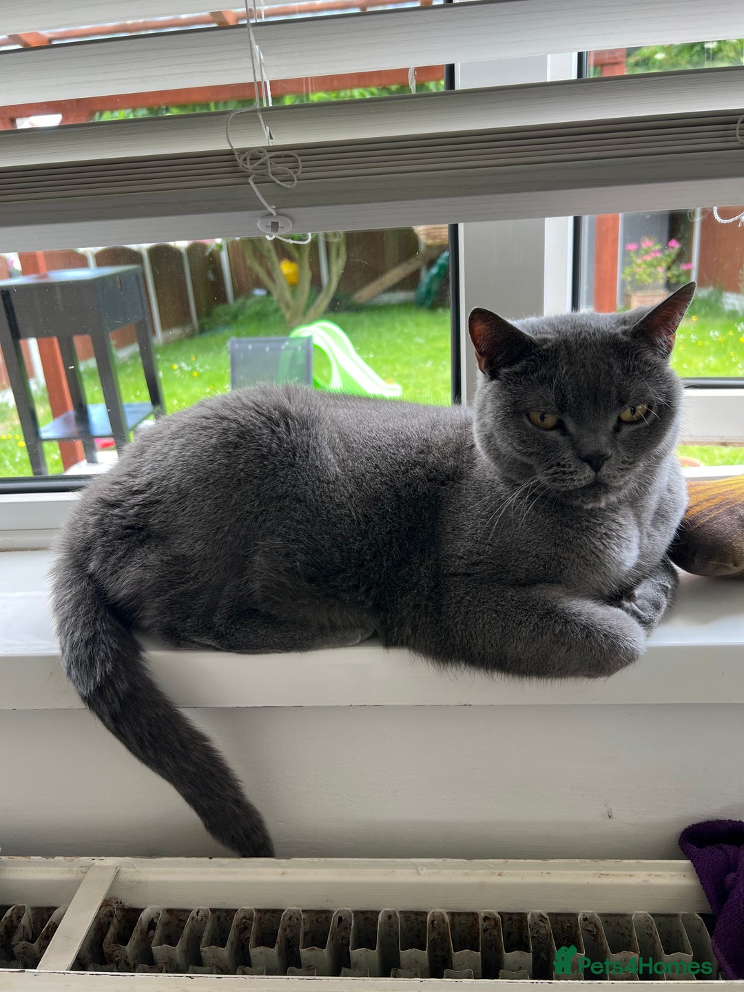 British Shorthair cats for sale: British Shorthair male for sale - Image 2