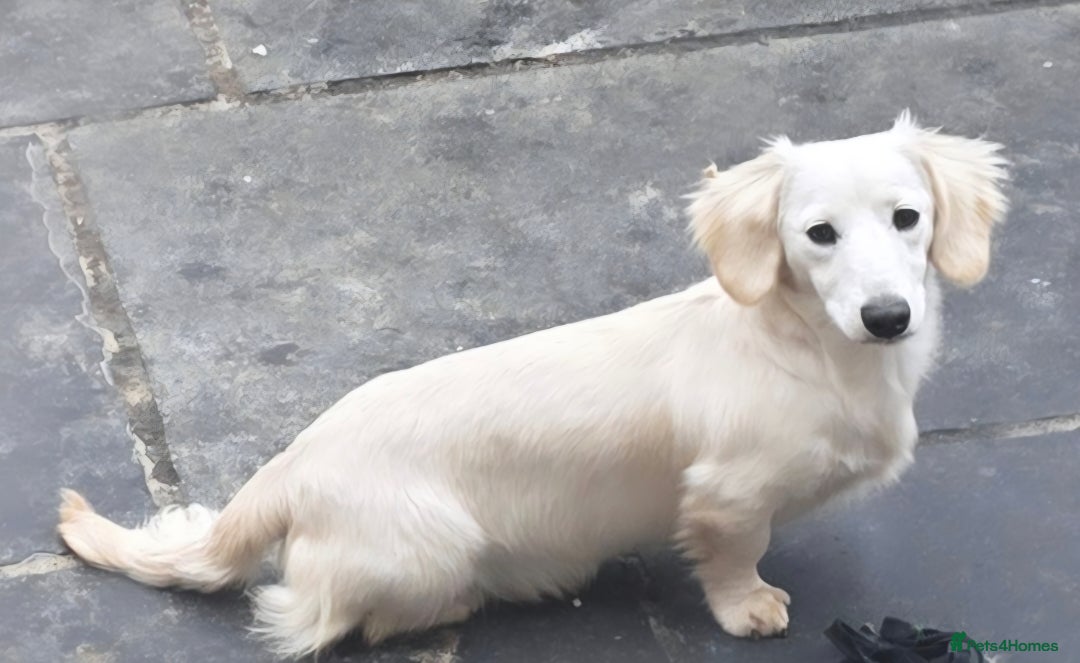 Miniature Dachshund dogs for stud: STUNNING ee/ii DOUBLE INTENSITY CREAM STUD - Advert 3