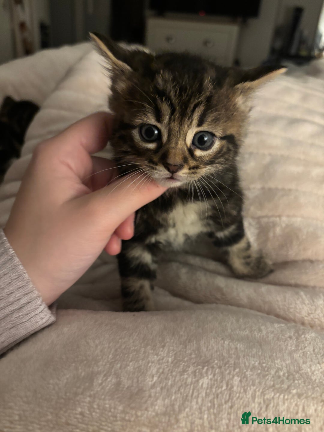 Mixed Breed cats for sale: *ONE LEFT* Beautiful long hair kittens - Advert 22