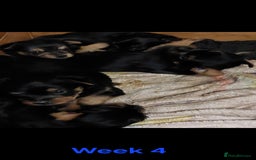 Yorkshire Terrier dogs for sale: YORKSHIRE TERRIER PUPPIES with OWN VET HEALTH CERT - Image 22