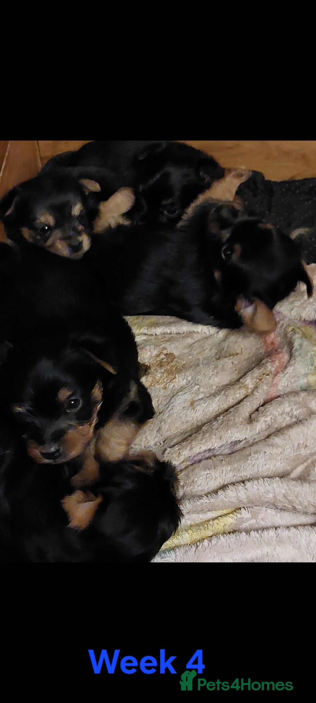 Yorkshire Terrier dogs for sale: YORKSHIRE TERRIER PUPPIES with OWN VET HEALTH CERT - Image 22