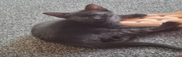 Mixed Breed cats for sale: Fully black girl kitten 9 weeks old - Advert 4