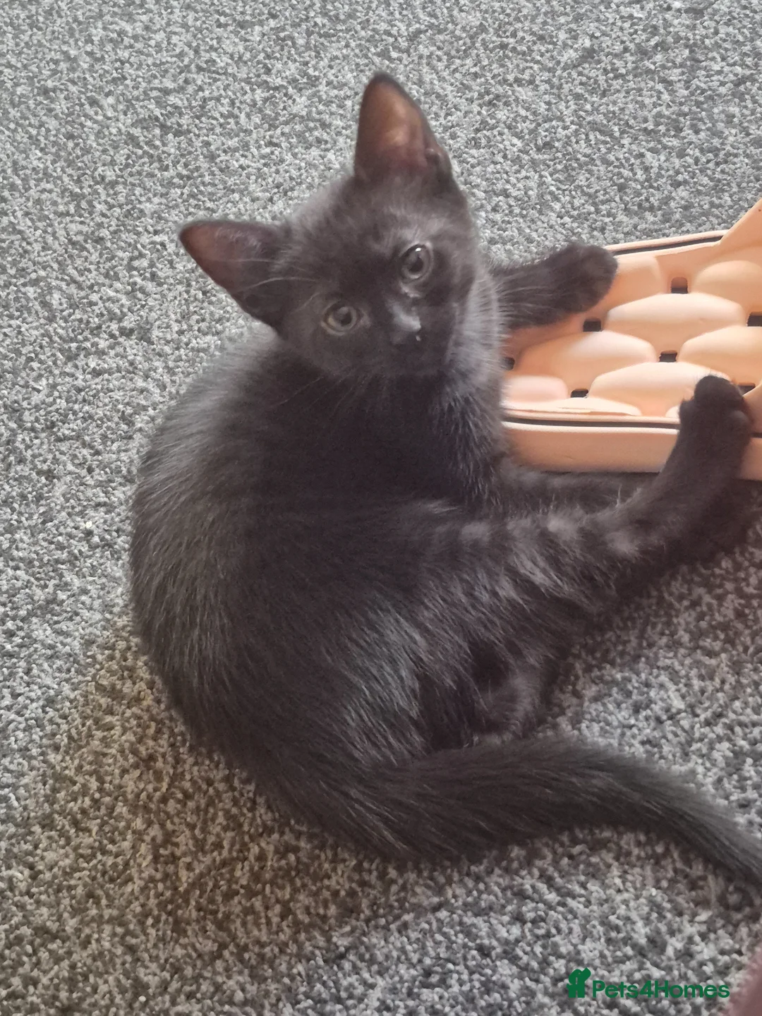 Mixed Breed cats for sale: Fully black girl kitten 9 weeks old - Advert 4