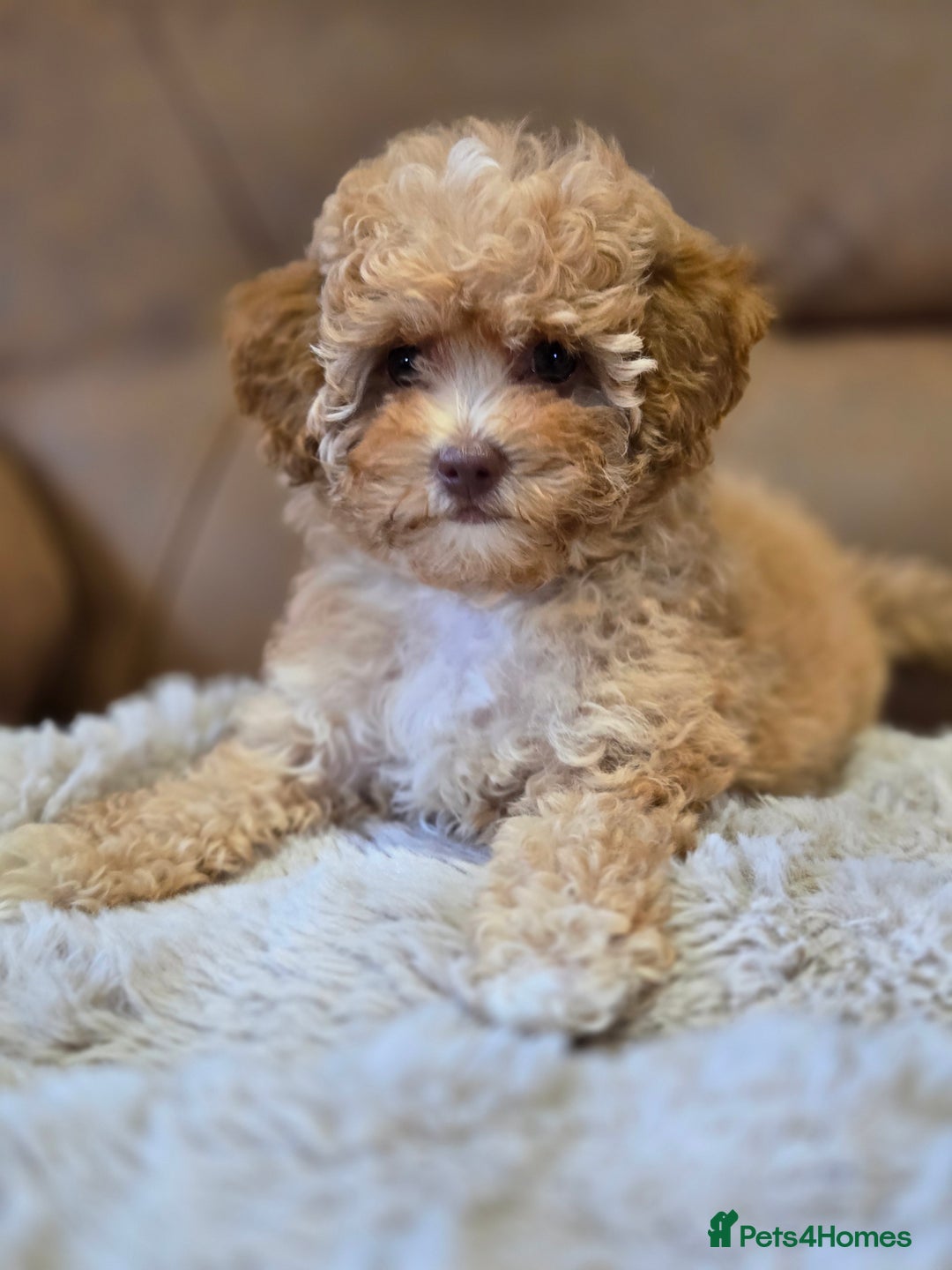 Cavapoo dogs for sale: 1 SMALL RED GIRL READY TO GO NOW!!  - Image 9