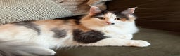 Mixed Breed cats for sale: Tiff - mixed breed - Advert 5