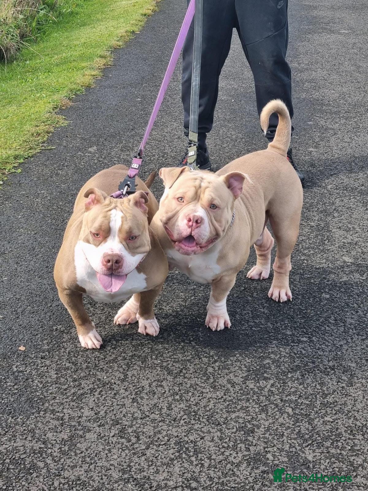 American Bully dogs Abkc registered pocket bullys  - Advert 2