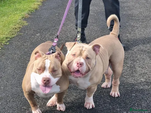 American Bully dogs Abkc registered pocket bullys - Advert 2