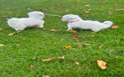 Bichon Frise dogs for sale: Two small Bichon Frise ready for their new home - Image 16