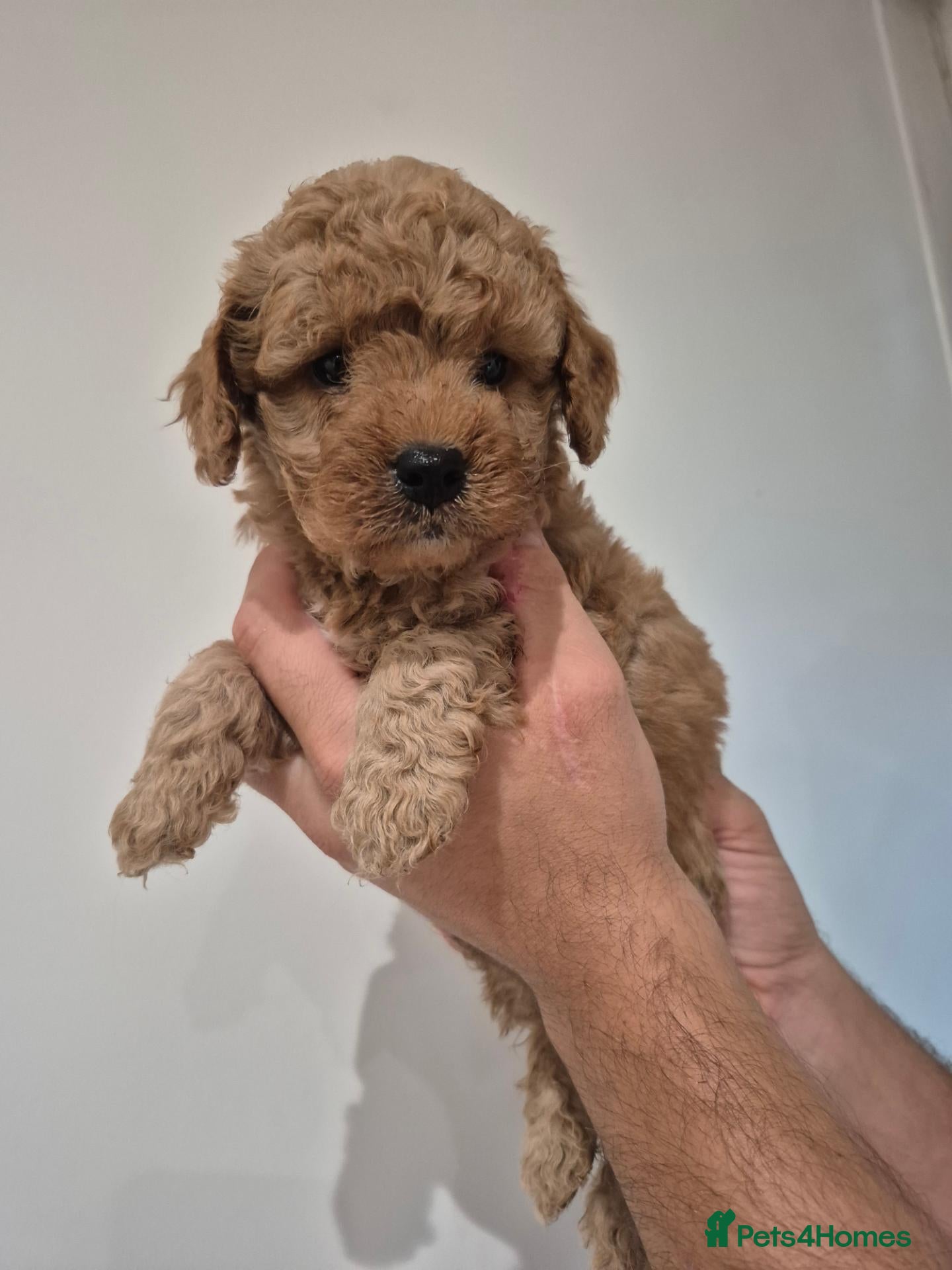 Cockapoo dogs  F1B red and apricot curly and wavy cockapoos - Advert 1