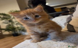 Maine Coon cats for sale: Fluffy ginger and cream maine coon cross kittens - Image 16