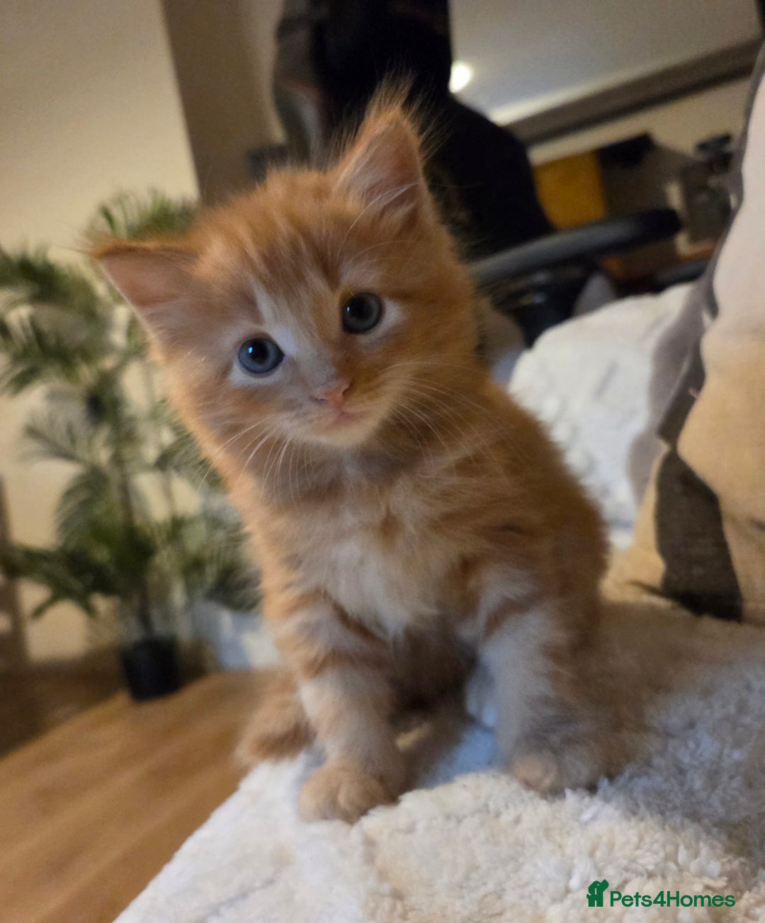 Maine Coon cats for sale: Fluffy ginger and cream maine coon cross kittens - Image 16