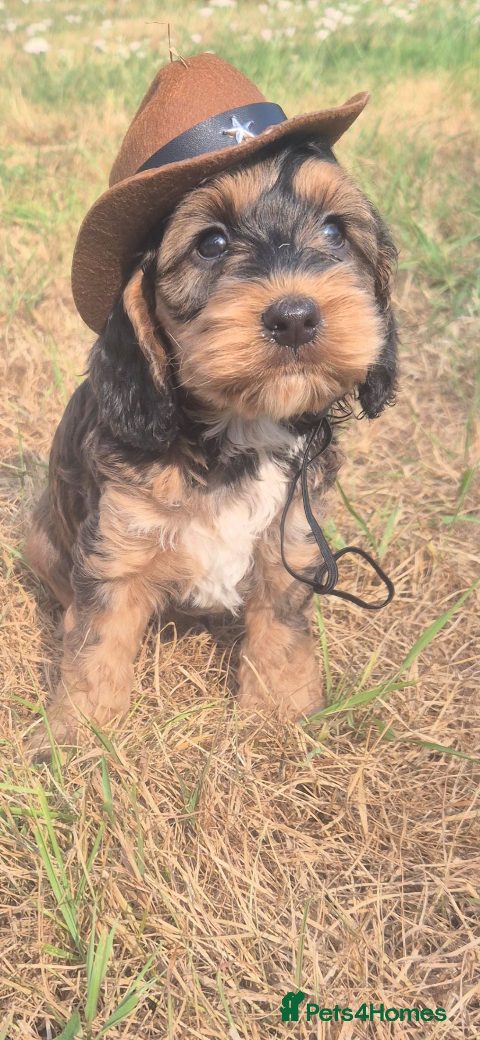 Cockapoo dogs F1 SHOW extensively health tested cockerpoo  - Advert 18