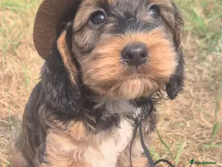 Cockapoo dogs F1 SHOW extensively health tested cockerpoo - Advert 18