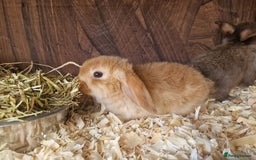 Mini Lop rabbits for sale: Mini lop babies  - Image 3