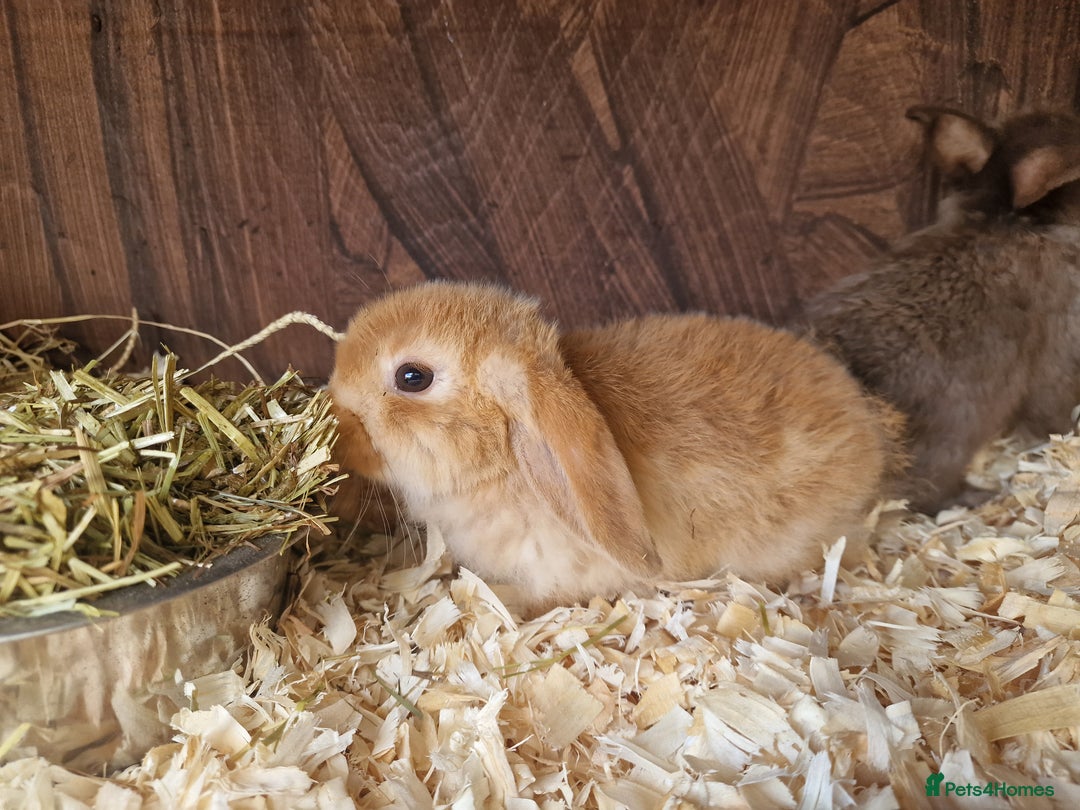 Mini Lop rabbits for sale: Mini lop babies  - Image 3