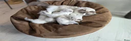 Ragdoll cats for sale:  Ragdoll Kittens FromChampionLines/licence breeder - Advert 4