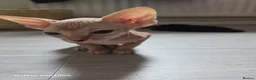 Sphynx cats for sale: Sphynx  in Southampton - Advert 4