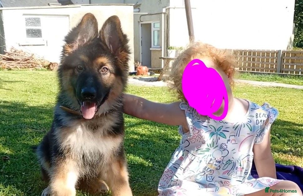 German Shepherd dogs Diesel 🩶 13 weeks old* - Advert 2
