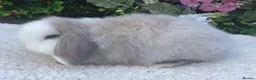 Mini Lop rabbits for sale: Mini lop buck - Advert 5