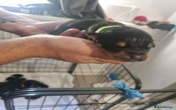 Rottweiler dogs for sale: Rottweiler puppy's  in Stoke-on-Trent - Image 11