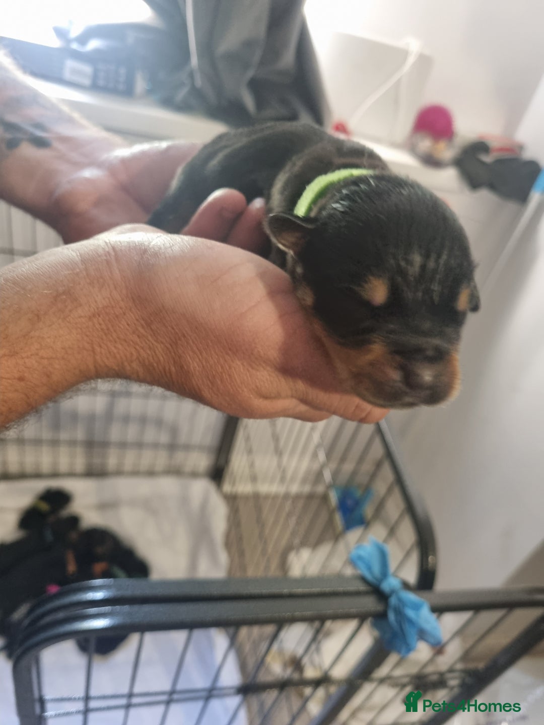 Rottweiler dogs for sale: Rottweiler puppy's  in Stoke-on-Trent - Image 11